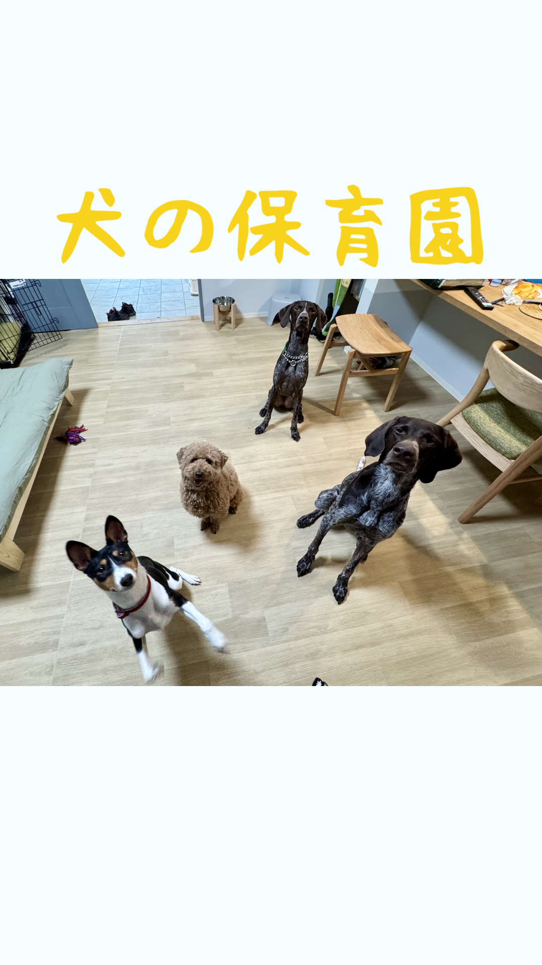 犬の保育園